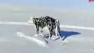  یخ زدن حیوانات بر اثر شدت سرما + ویدئو 