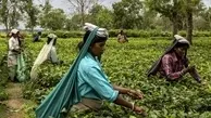 
 تهاتر چای سریلانکا با نفت ایران جای تاسف دارد

