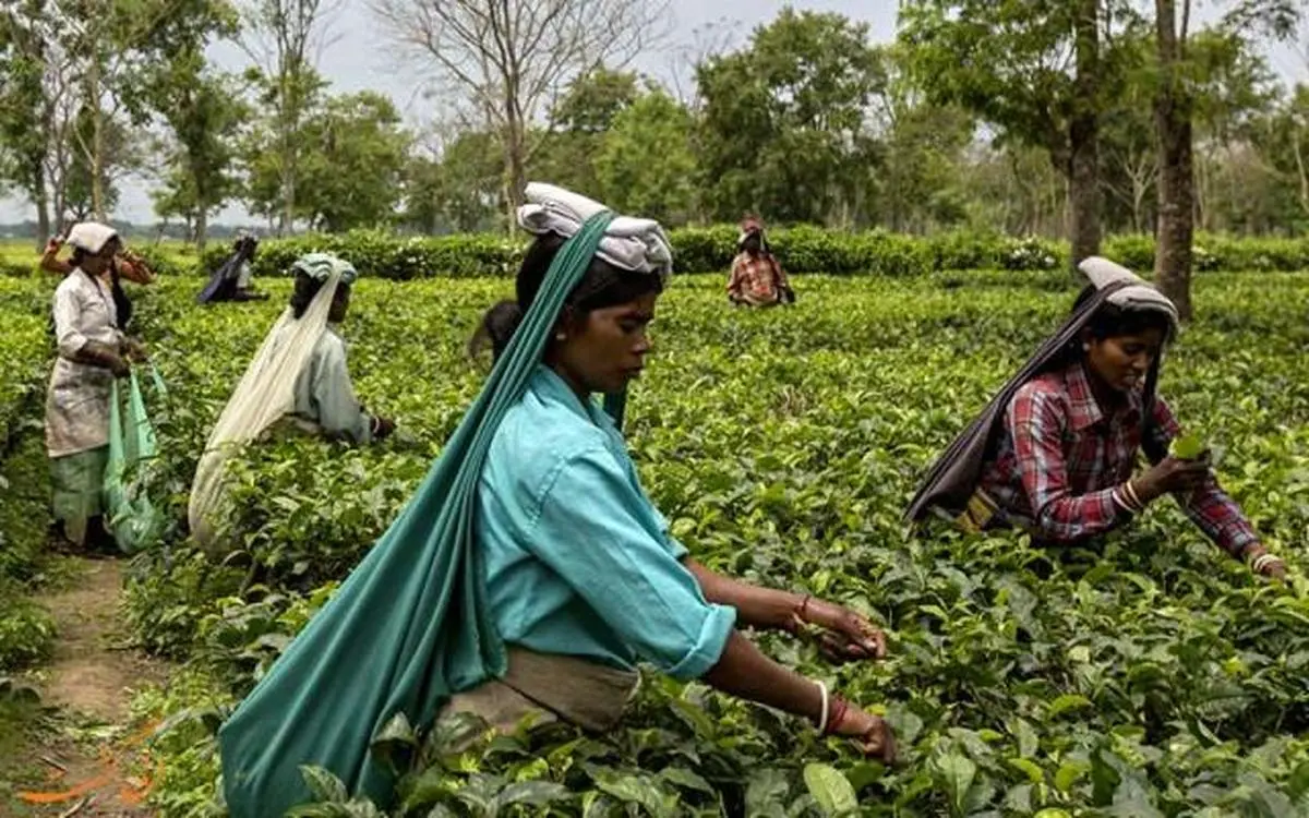 
 تهاتر چای سریلانکا با نفت ایران جای تاسف دارد
