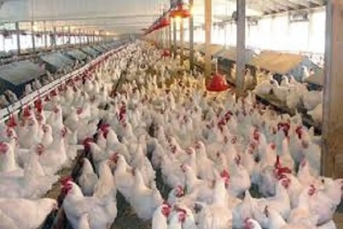 کاهش قیمت مرغ به ١١.٥ هزارتومان 