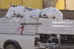 شستن خر در یکی از کارواشهای تهران!+ویدئو