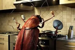 از بین بردن سوسک های ریز آپارتمانی | روش‌هایی ساده برای خلاص شدن از شر سوسک‌های آپارتمانی 