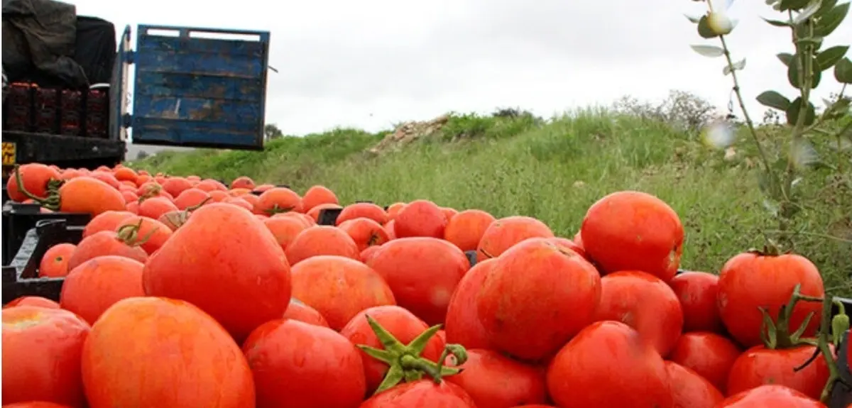 گرانی سرسام آور قیمت گوجه فرنگی | گوجه فرنگی گران شد
