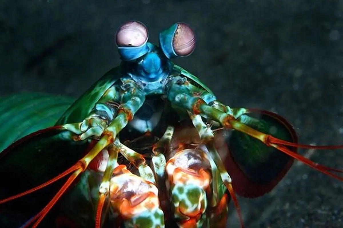 کشف یک ماهی چهار چشم! | تصاویر حیواناتی که چشمان غیرعادی دارند!