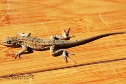  هفت نکته درباره مارمولک 