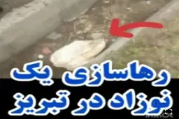 فیلم تلخ از نوزاد رهاشده تبریزی کنار سطل زباله + ویدئو