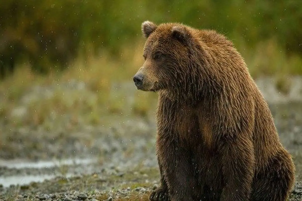 توله خرس سیاه با محموله مواد مخدر کشف شد!