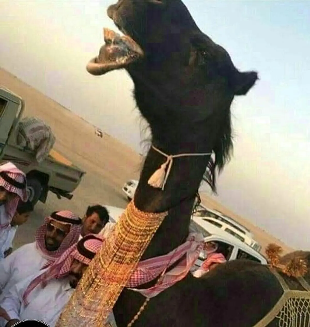  گردنبند  میلیون ریال سعودی  هدیه ازدواج به دو شتر در عربستان 