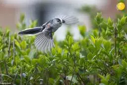  حیات وحش | تصاویرمنتخب ازحیات وحش +عکس