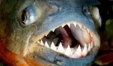 خطرناک ترین ماهی دنیا را ببینید! | روی هوا پرنده رو شکار کرد! | لحظه ای با حیات وحش +ویدئو