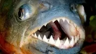 خطرناک ترین ماهی دنیا را ببینید! | روی هوا پرنده رو شکار کرد! | لحظه ای با حیات وحش +ویدئو