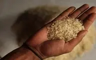 توزیع برنج و شکر یارانه‌ای در سطح کشور از امروز