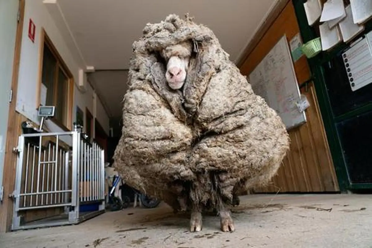 دیدنی های امروز؛ از گوسفند پُرپشم استرالیایی تا تصادف شدید "تایگر وودز"