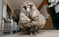 دیدنی های امروز؛ از گوسفند پُرپشم استرالیایی تا تصادف شدید "تایگر وودز"