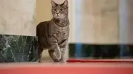 یک گربه‌ برنامه زنده تلویزیون را به هم ریخت | ترس شدید خانم مجری+ ویدئو
