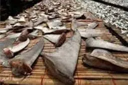 باله کوسه با تخفیف ویژه درتهران