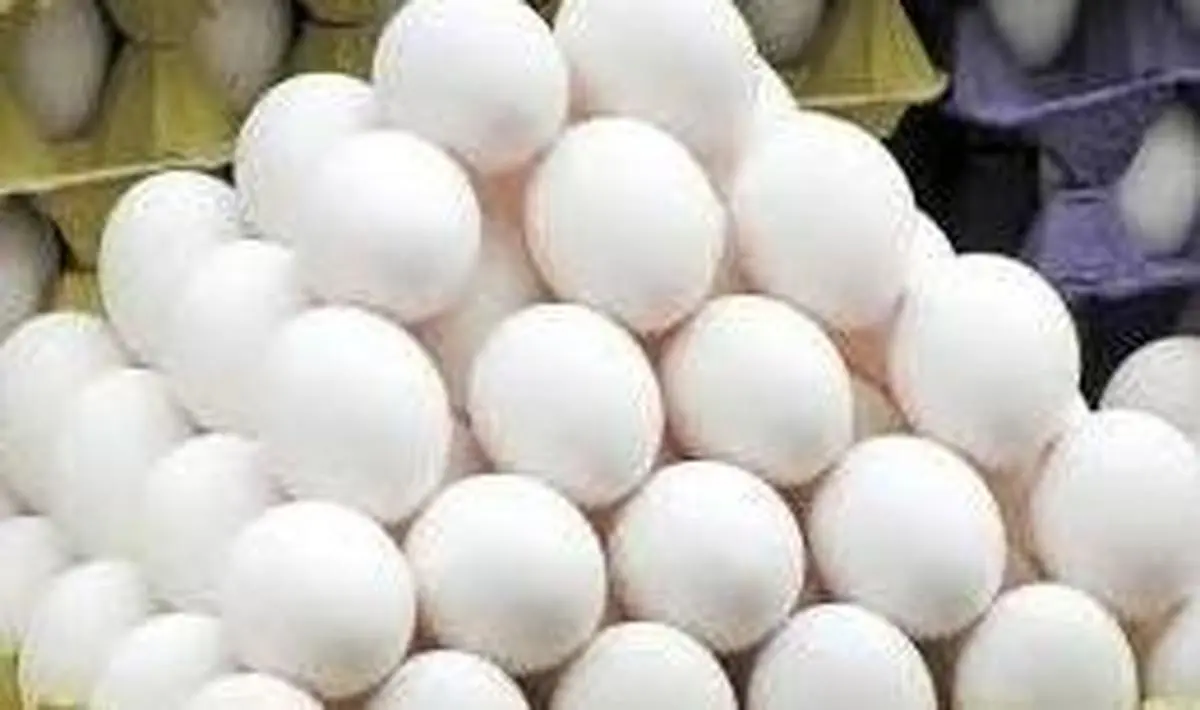 آغاز صادرات تخم‌مرغ | خبرهای مهم از بازار تخم مرغ 