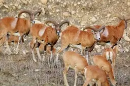 خشکسالی تأثیری بر حیوانات حیات وحش نداشته است!
