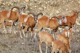 خشکسالی تأثیری بر حیوانات حیات وحش نداشته است!