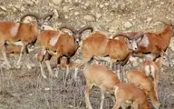 یکی از هیجان‌انگیز‌ترین صحنه‌های حیات وحش با چاشنی "امید به زندگی" + ویدیو 