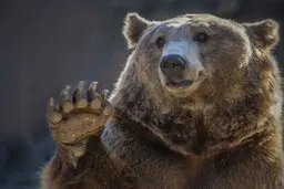 ویژگی مشترک میان انسان ها و خرس ها