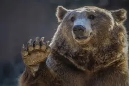 ویژگی مشترک میان انسان ها و خرس ها