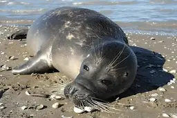 هشدار محیط‌زیست گیلان درباره مشاهده لاشه فوک‌ها در سواحل