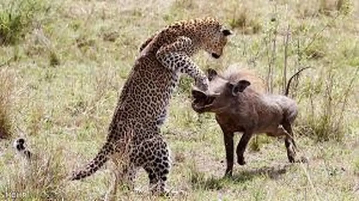 لحظه‌ی عجیب شکار گراز توسط پلنگ+ویدئو 