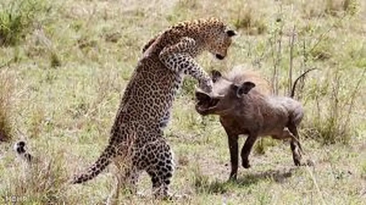 لحظه‌ی عجیب شکار گراز توسط پلنگ+ویدئو 