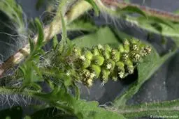 سازمان بهداشت جهانی انجام آزمایش بالینی داروهای گیاهی آفریقایی برای درمان کرونا را تصویب کرد