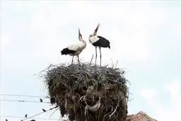 شادی یک جفت لک لک بعد از اولین تخم گذاری | حرکت جالب لک لک ها بعد از تخم گذاری +ویدئو