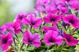بهترین گیاهانی که باعث دوری حشرات موذی از شما میشوند