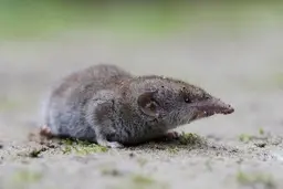 شوک ویروس جدید به جهان | ویروس جدید لانگیا از کجا آمده است؟