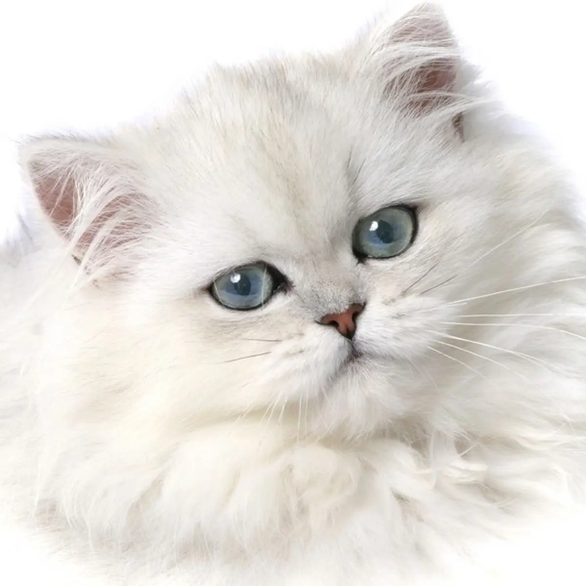 آیا احتمال ابتلای گربه‌ها به بیماری کووید ۱۹ وجود دارد؟
