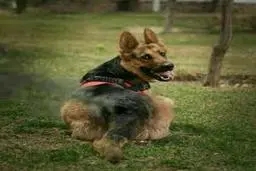 تیدا خانم درگذشت | سگ امدادگر باسابقه عملیات‌های نجات در ایران درگذشت