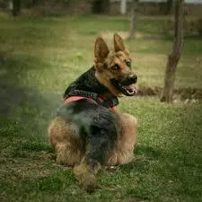 تیدا خانم درگذشت | سگ امدادگر باسابقه عملیات‌های نجات در ایران درگذشت