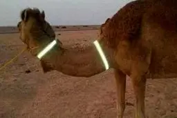 برخورد با شتر آدمکش! | در تصادف مرگبار راننده فوت شد