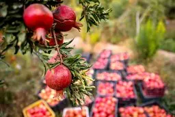 چگونه برای باغ‌های خود شناسنامه‌ بگیرید؟ | برای دریافت شناسنامه به این سایت مراجعه کنید + لینک