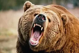   حوادث | حمله خرس وحشی جوان ایذه‌ای رادچار مصدومیت کرد