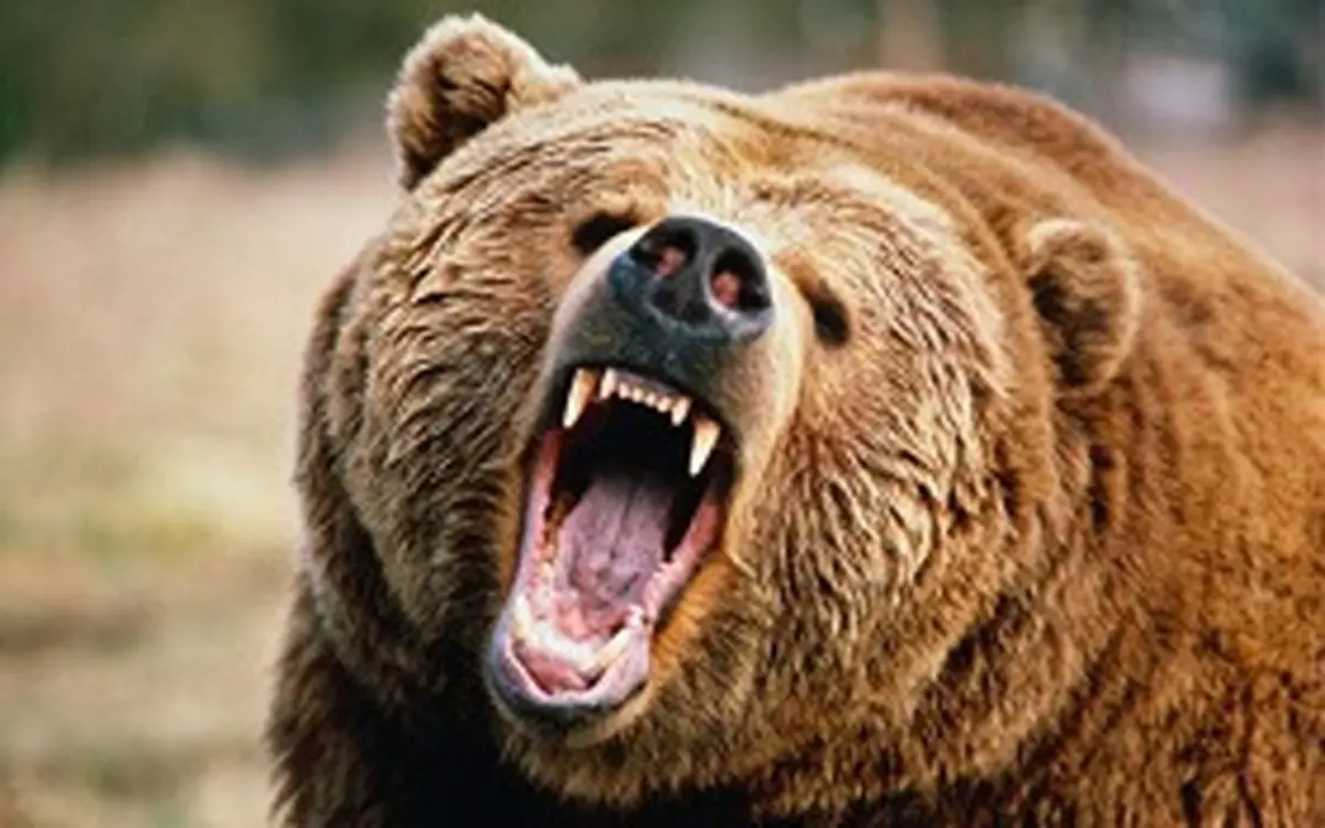   حوادث | حمله خرس وحشی جوان ایذه‌ای رادچار مصدومیت کرد