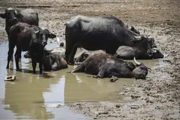 هوری که دیگر عظیم نیست 