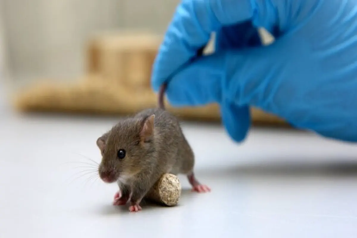 سویه‌های جدیدکرونا موش‌ها را آلوده می‌کند