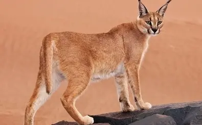 مرگ تلخ سیاه‌گوش نادر در جاده‌های کردستان | تصادف در محور حسین‌آباد سنندج، زنگ خطر برای حیات‌وحش ایران