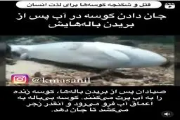 سوپ باله کوسه یک غذای گران و لوکس ! | جان دادن کوسه در آب پس از بریدن باله هایش! + ویدئو 