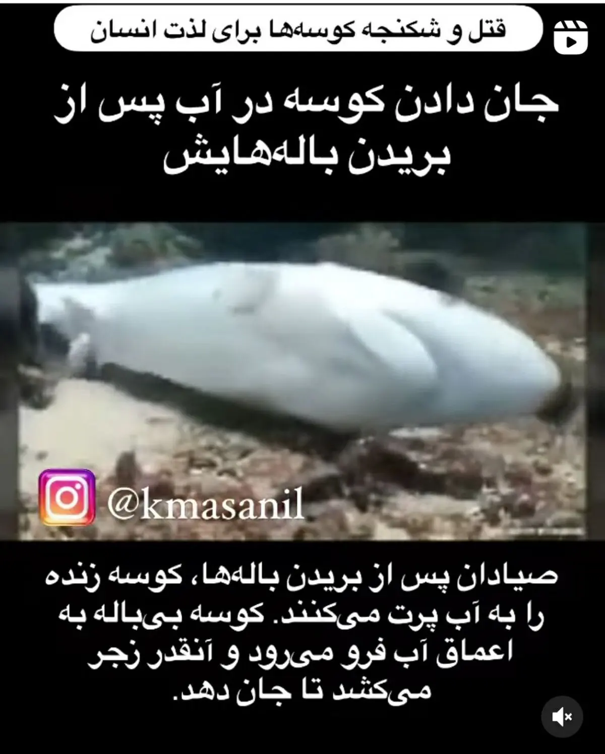 سوپ باله کوسه یک غذای گران و لوکس ! | جان دادن کوسه در آب پس از بریدن باله هایش! + ویدئو 