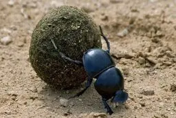 ما انسانیم نه سرگین غلتانک! 