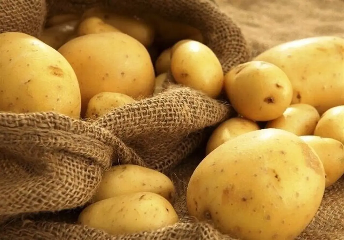با این ترفند سبزیجات خودتان را بکارید! | آموزش کاشت سیب‌زمینی در تراس خانه +ویدئو