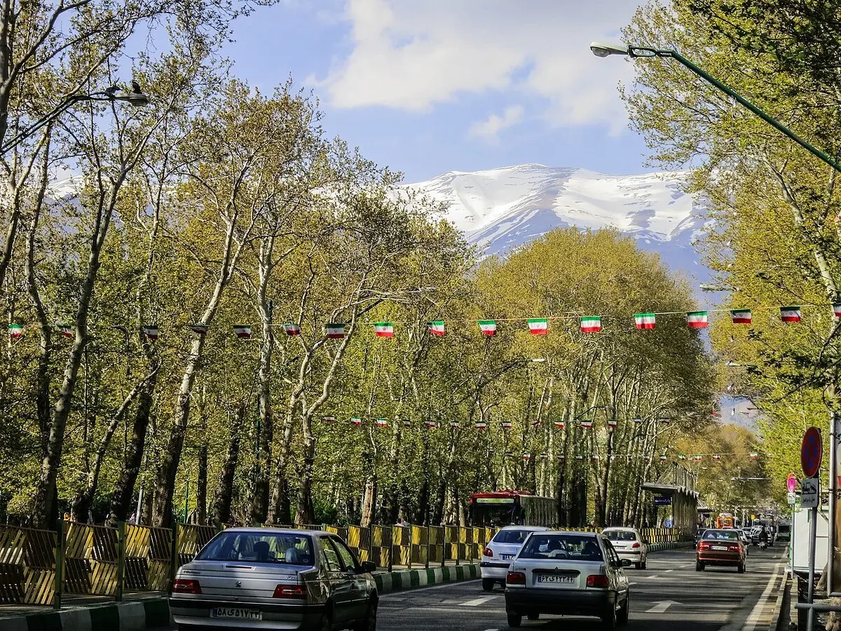 سرطان چنارهای خیابان ولیعصر | هشدار مدیرعامل سازمان فضای سبز تهران