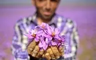 موفقیت زعفران افغانستان مدیون ایران است| نقش دلالان چینی در خسارت به زعفران ایرانی