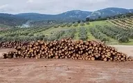 ترفند جدید سارقان برای دزدی چوب درختان! | دزدی عجیب سارقان چوب جنگل‌ها در دماوند+ ویدئو